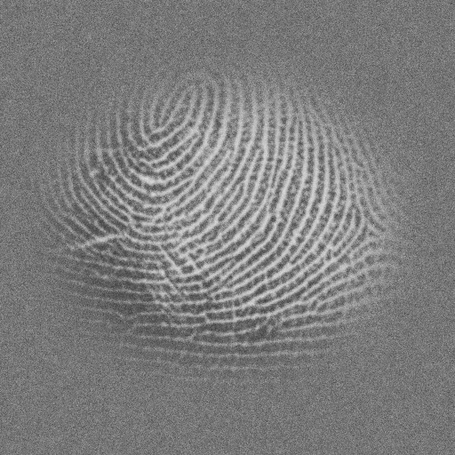 A partial latent fingerprint lifted from a surface, grey ridges on a mottled ground